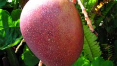 Как посадить манго