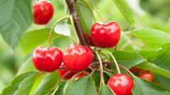 How to plant cherry
