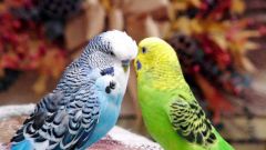 Как развести волнистых попугаев