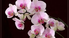 Как сажать орхидеи