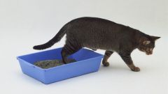 How to teach a kitten to walk on the tray