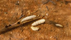 How to breed maggots