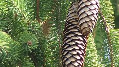 How to plant spruce