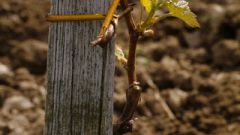 Как посадить виноград из черенка