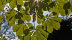 How to plant a chestnut