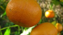How to plant tangerines