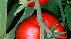 How to grow tomatoes on the windowsill