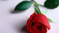 How to grow a rose from cut flower