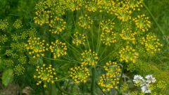 How to plant dill