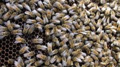 Как поймать пчелиный рой