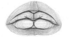 Как рисовать губы