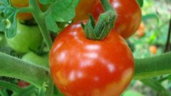 Как растить помидоры