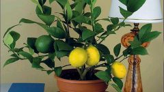 Как прививать лимон