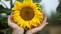 How to plant sunflowers