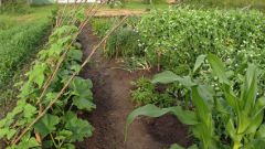 How to fertilize vegetable garden