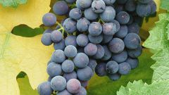 Как рассадить виноград