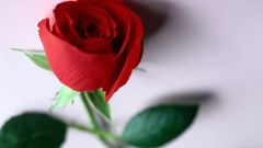 Как развести розу черенками