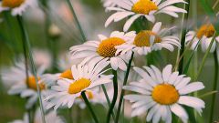 How to plant chamomile