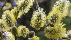 How to grow willow