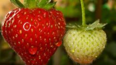 How to transplant strawberries