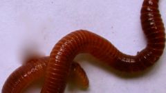Как разводить калифорнийского червя