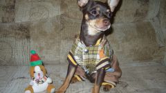 How to sew clothes for toy Terrier