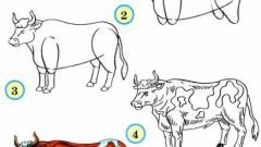 Как рисовать быков