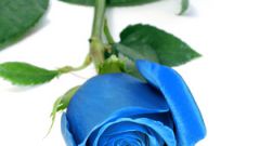How to make a blue rose