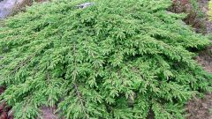 How to propagate juniper