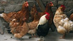How to breed laying hens