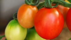 How to plant seedlings of tomatoes