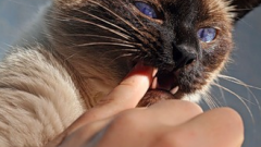 How to brush your cats teeth