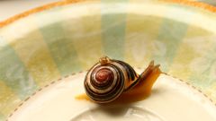How to keep a snail
