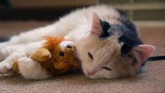 Как лечить у кошек насморк