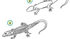 Как нарисовать ящерицу