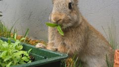 Как кормить и ухаживать за кроликами
