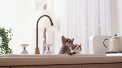 Как приучить кота к воде