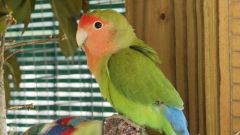 How to train your parrot lovebird