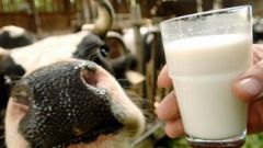 Как стерилизовать молоко