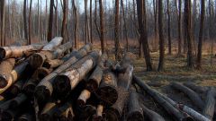Как рубить лес