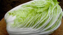 How to plant cabbage