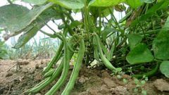 How to grow green beans