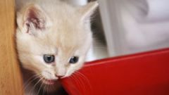 Как приучить к сухому корму котенка