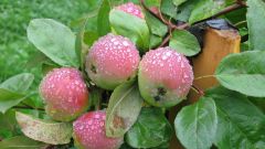 How to fertilize Apple trees