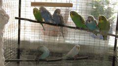 How to breed budgies at home