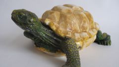 How to determine the gender of tortoises