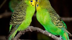 Как научить попугайчика говорить
