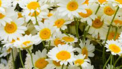 How to drink chamomile