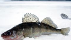How to fillet walleye