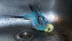 Как помыть попугая